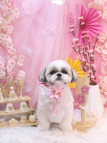 20250309みたらしちゃん